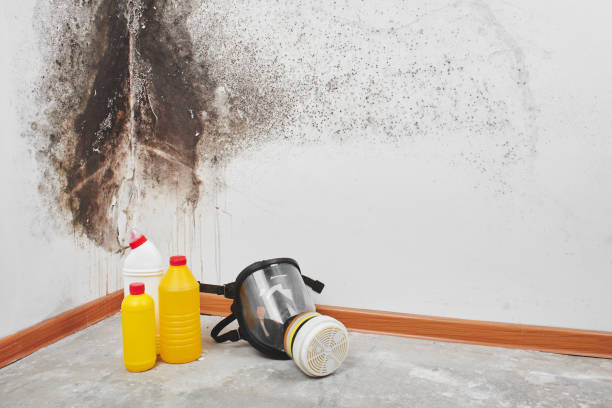 Best Mold Cleaning Services  in Comstock Park, MI