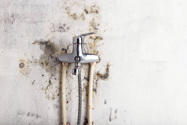 Best Local Mold Removal Service  in Comstock Park, MI