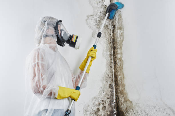 Best Black Mold Removal  in Comstock Park, MI