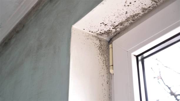 Best Black Mold Removal  in Comstock Park, MI