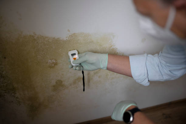 Best Emergency Mold Removal  in Comstock Park, MI