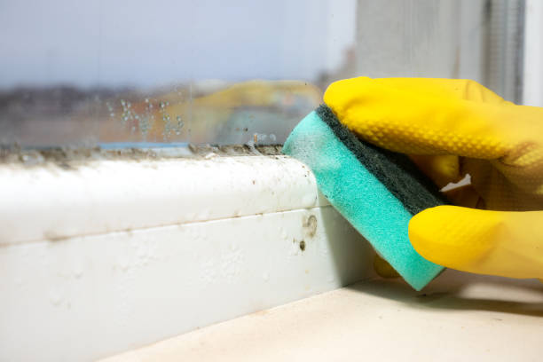 Best Toxic Mold Removal  in Comstock Park, MI