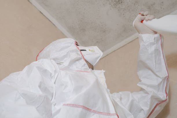 Best Attic Mold Removal  in Comstock Park, MI