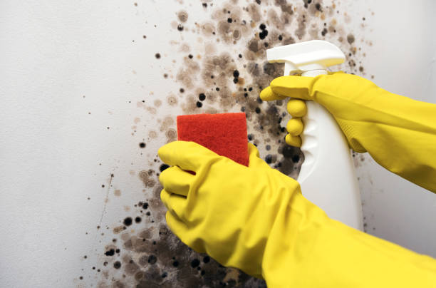 Best Residential Mold Removal  in Comstock Park, MI