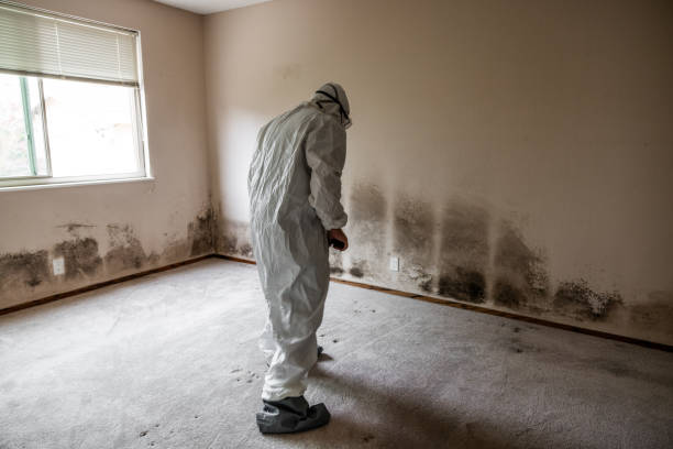 Best Same-Day Mold Removal  in Comstock Park, MI