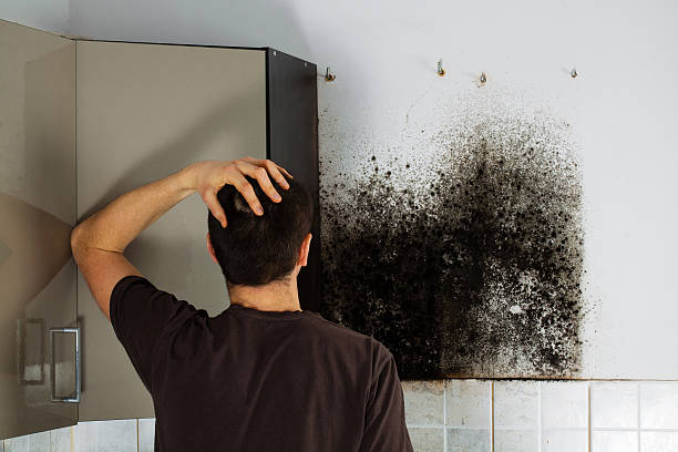 Best Commercial Mold Removal  in Comstock Park, MI