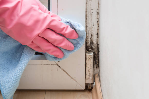 Best Same-Day Mold Removal  in Comstock Park, MI