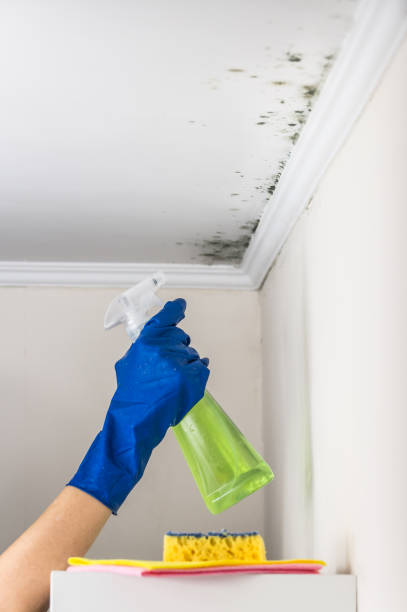 Best Residential Mold Removal  in Comstock Park, MI